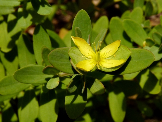 {Hypericum stragulum}